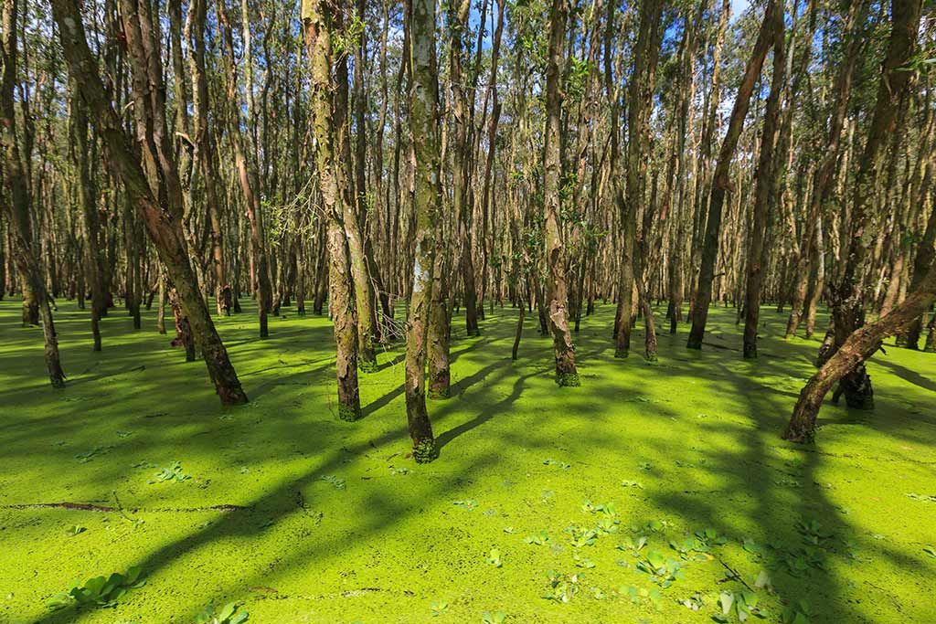 mekong-tra-su-forest-01